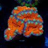 Red Acan / Micromussa - riptide aquaculture llc