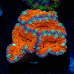 Red Acan / Micromussa - riptide aquaculture llc
