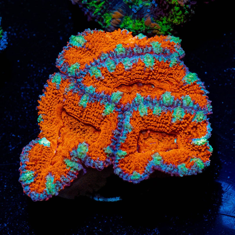 Red Acan / Micromussa