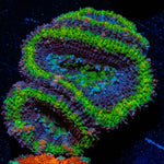 Green Acan / Micromussa - riptide aquaculture llc