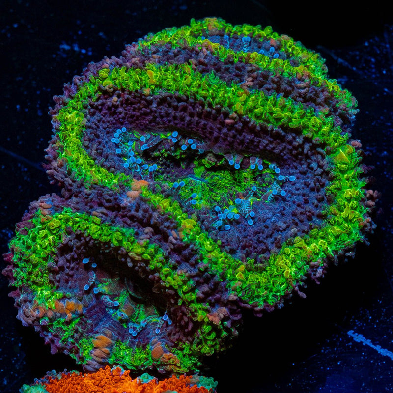Green Acan / Micromussa