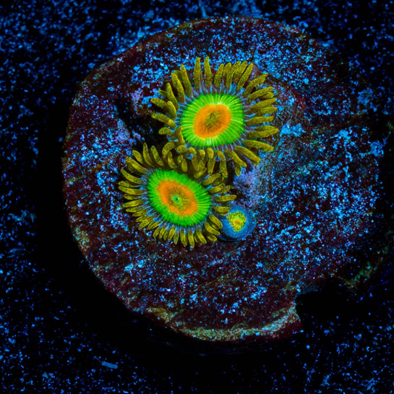 Rasta Zoanthid
