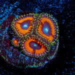 Cotton Candy Zoanthid - riptide aquaculture llc