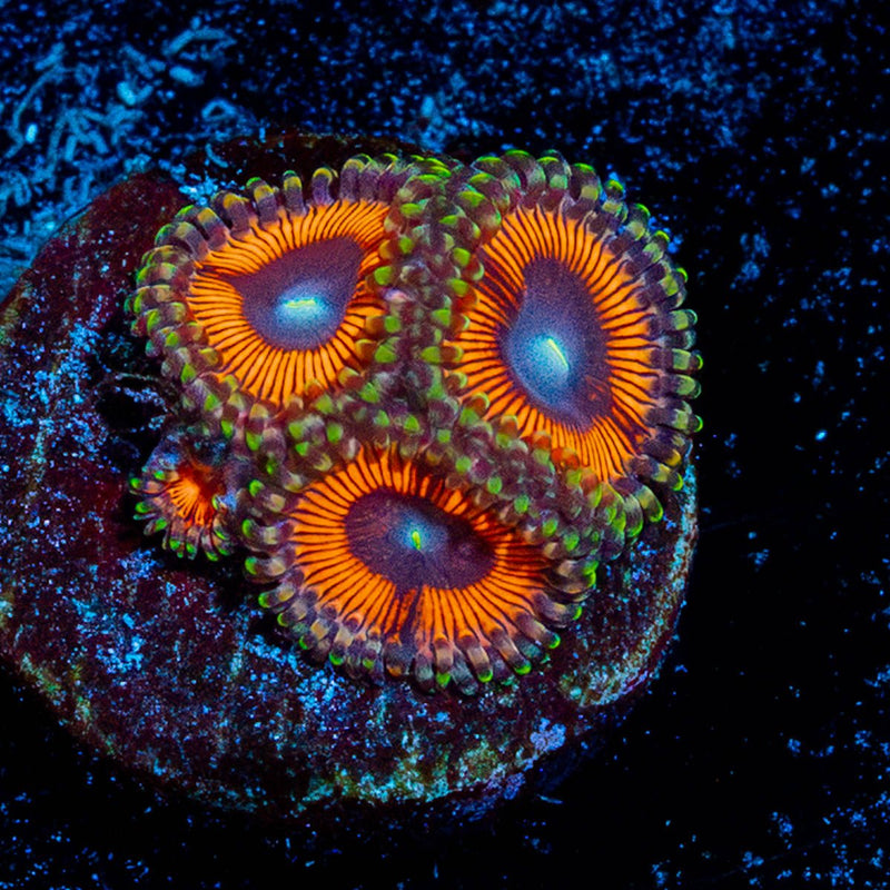 Cotton Candy Zoanthid