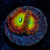 Candy Apple Reds Zoanthid - riptide aquaculture llc