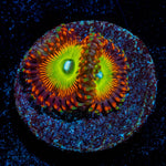 Candy Apple Reds Zoanthid - riptide aquaculture llc