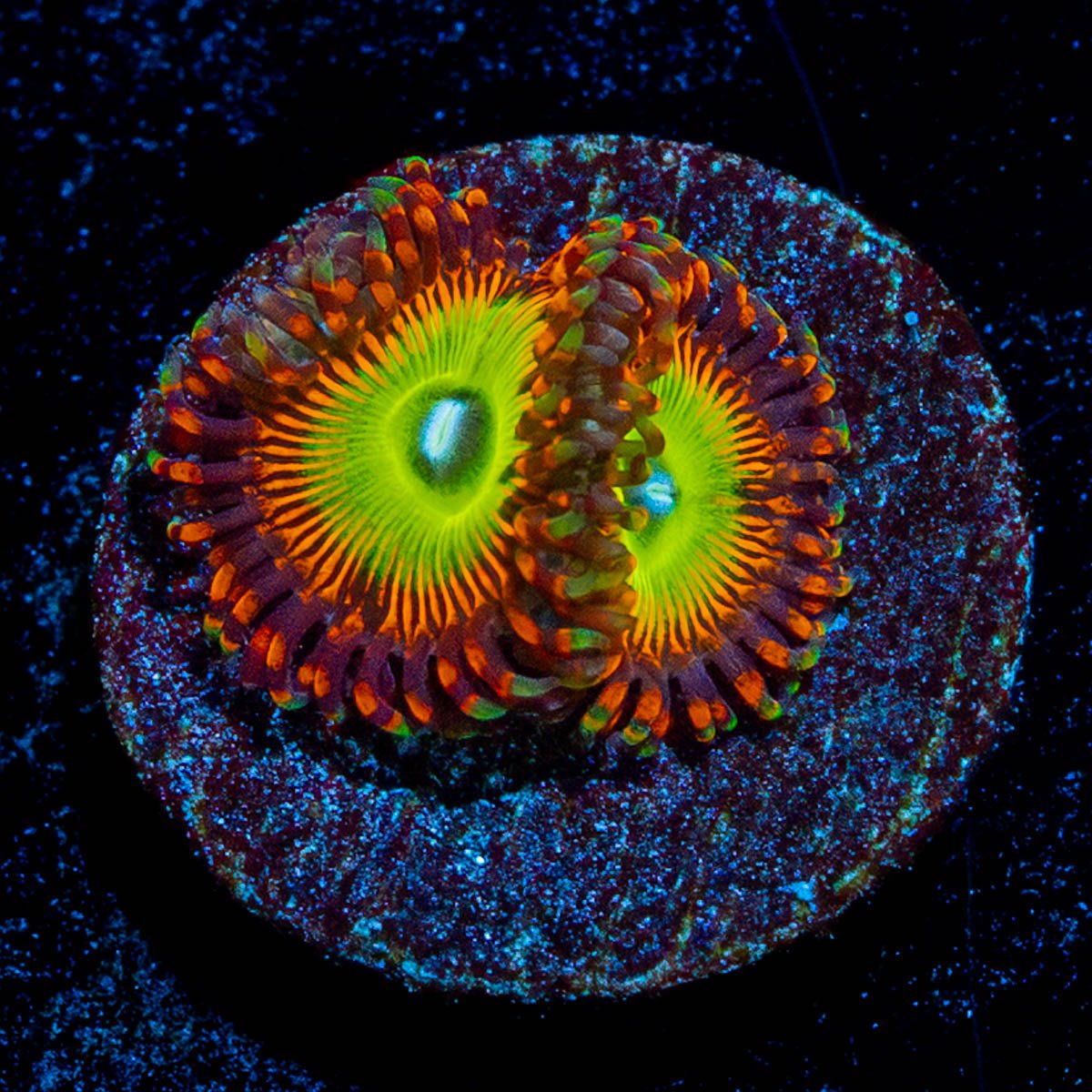 Candy Apple Reds Zoanthid - riptide aquaculture llc