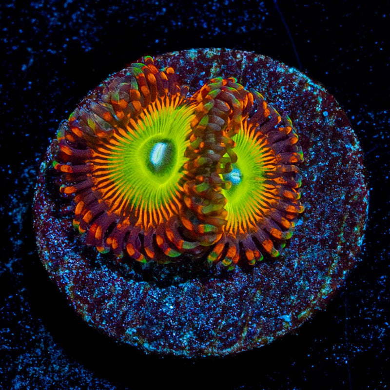 Candy Apple Reds Zoanthid