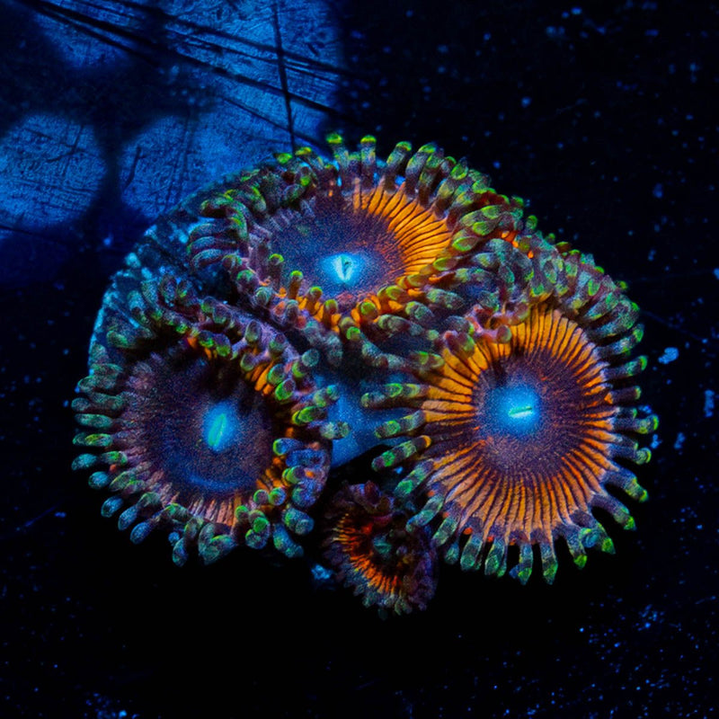 Cotton Candy Zoanthid
