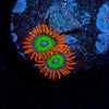 Emeralds on Fire Zoanthid - riptide aquaculture llc