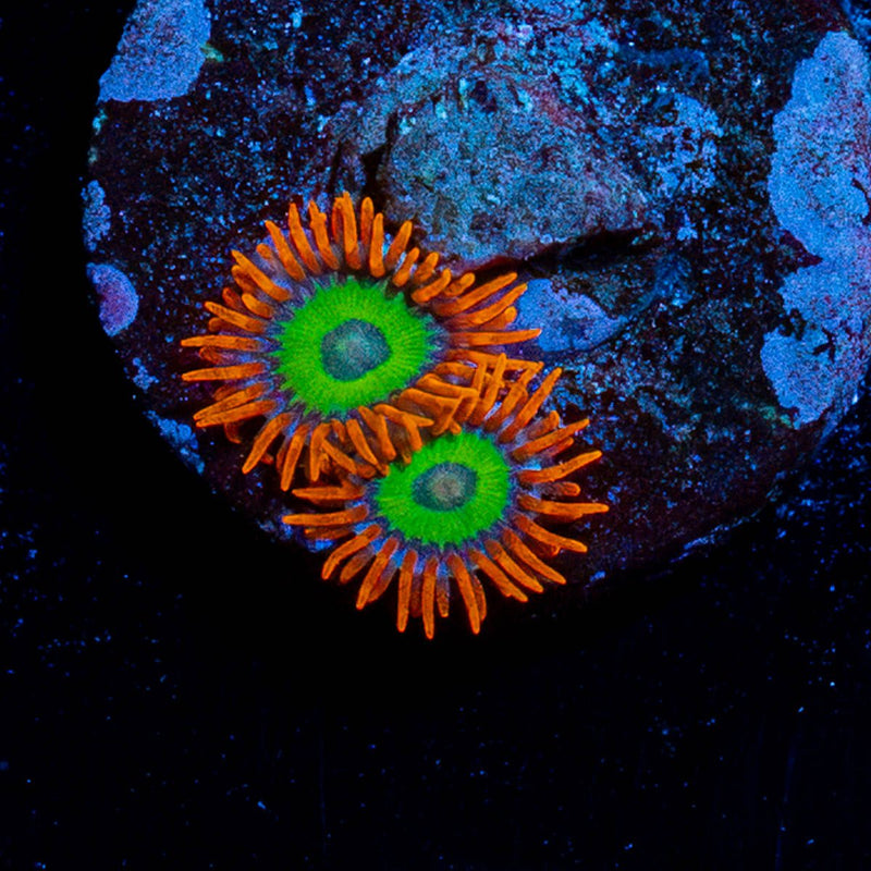 Emeralds on Fire Zoanthid