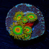 Rasta Zoanthid - riptide aquaculture llc