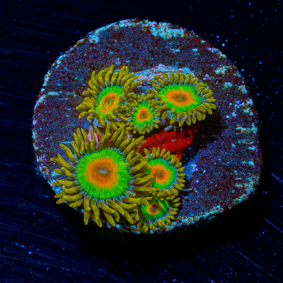 Rasta Zoanthid - riptide aquaculture llc