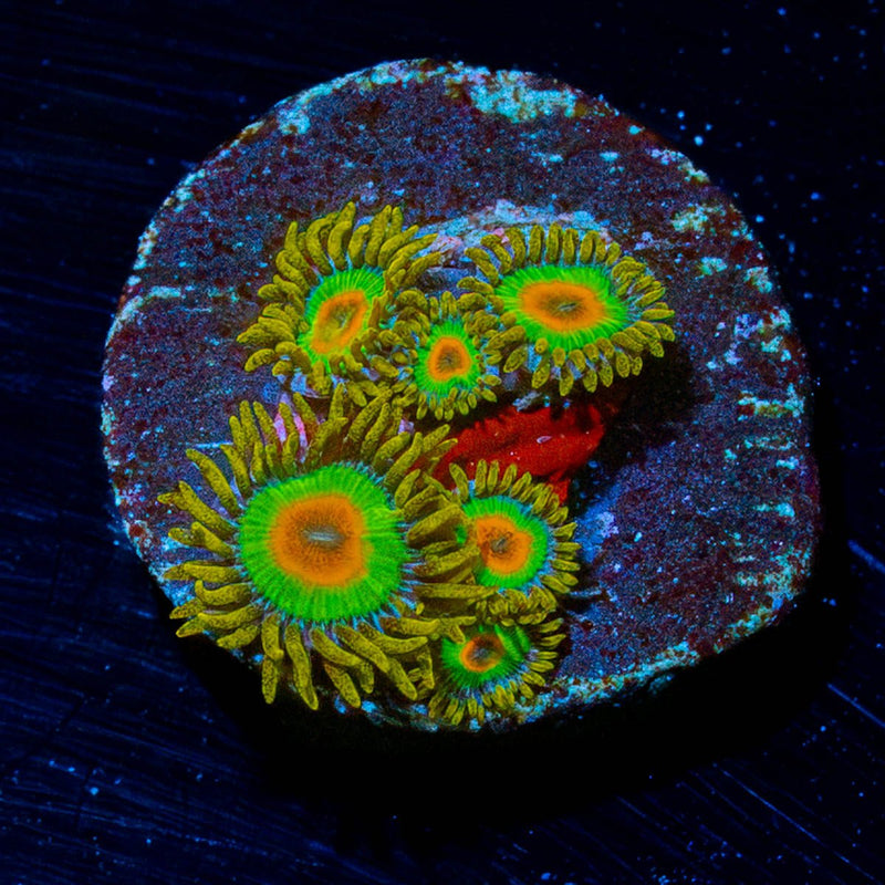 Rasta Zoanthid