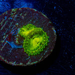 Emerald Mauls Zoanthid - riptide aquaculture llc