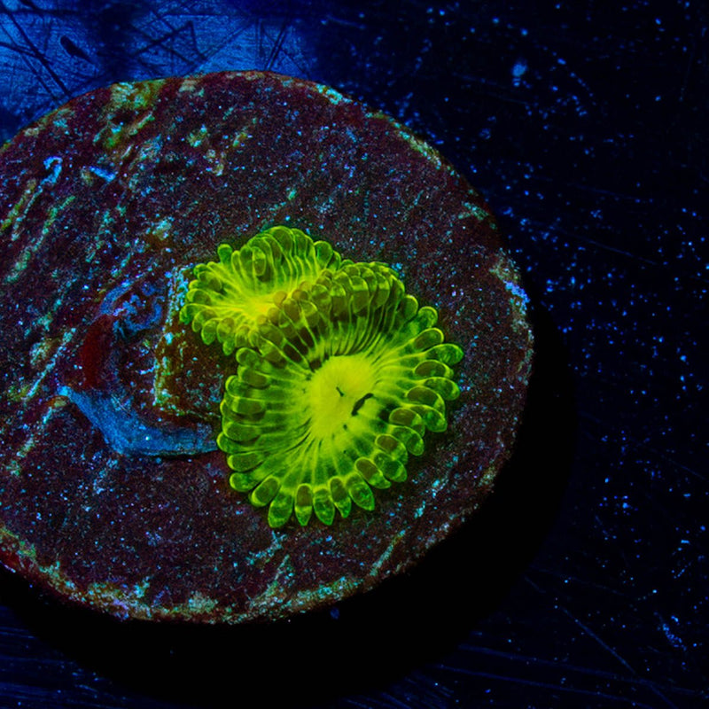 Emerald Mauls Zoanthid