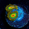Rasta Zoanthid - riptide aquaculture llc
