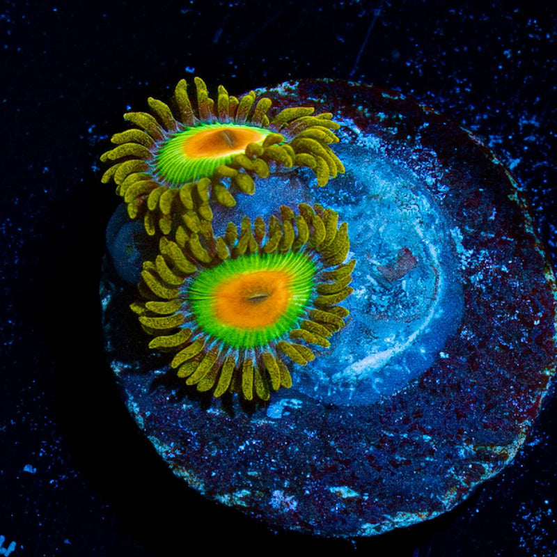 Rasta Zoanthid