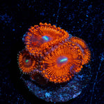 Hells Bells Zoanthid - riptide aquaculture llc