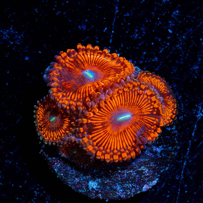 Hells Bells Zoanthid