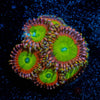 Latin Lovers Zoanthid - riptide aquaculture llc