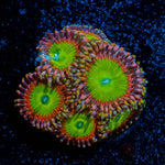 Latin Lovers Zoanthid - riptide aquaculture llc