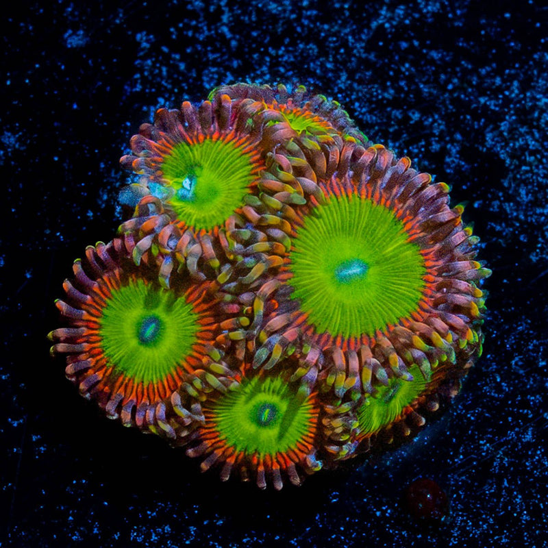 Latin Lovers Zoanthid