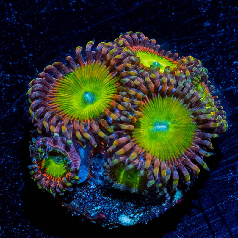 Latin Lovers Zoanthid