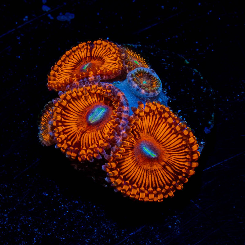 Hells Bells Zoanthid