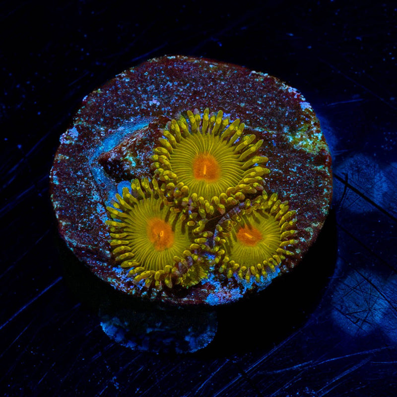 WWC Golden Gods Zoanthid