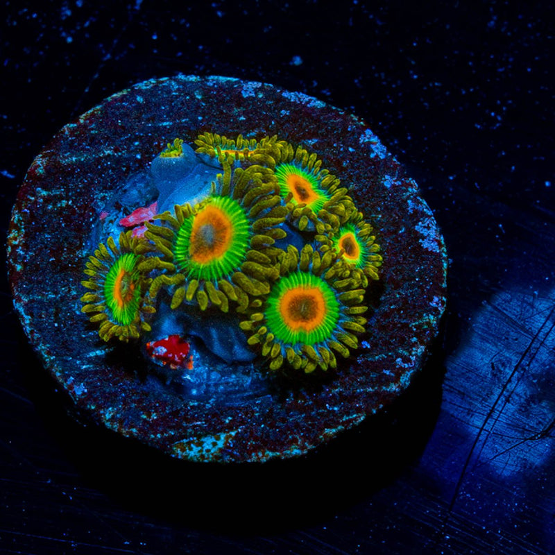 Rasta Zoanthid