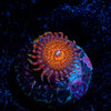 Aztec Warrior - riptide aquaculture llc