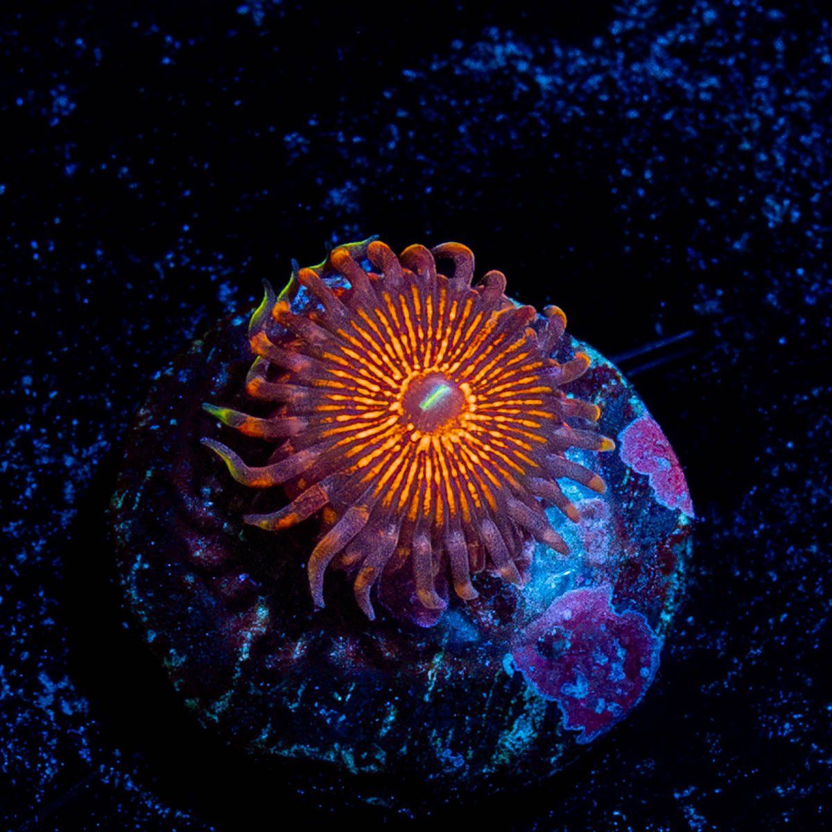 Aztec Warrior - riptide aquaculture llc