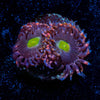 Bombshell Zoanthid - riptide aquaculture llc
