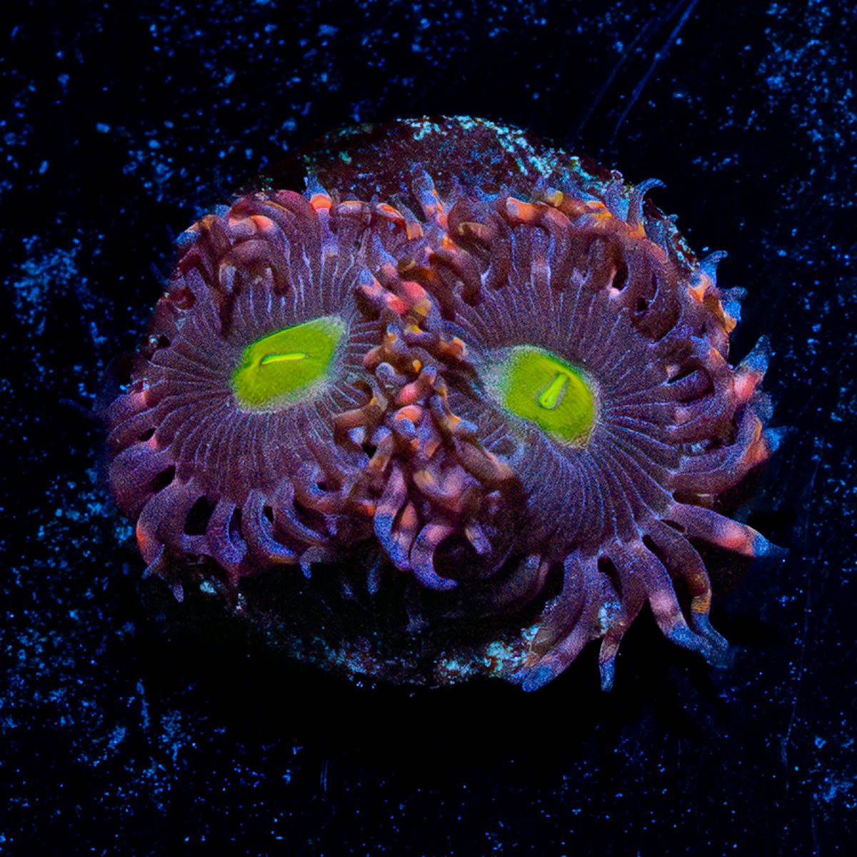 Bombshell Zoanthid - riptide aquaculture llc