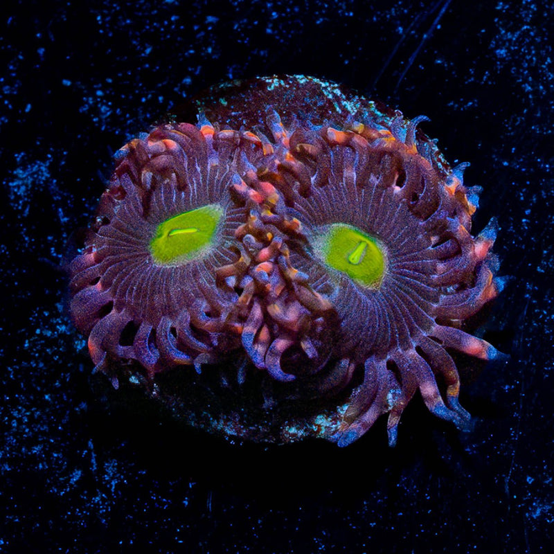 Bombshell Zoanthid