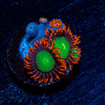 Goblins on Fire Zoanthid - riptide aquaculture llc