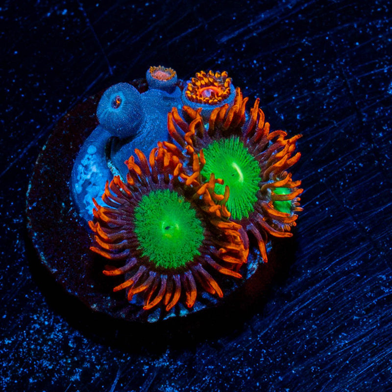Goblins on Fire Zoanthid