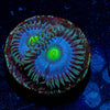 Blue Macaw Zoanthid - riptide aquaculture llc