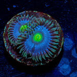 Blue Macaw Zoanthid - riptide aquaculture llc