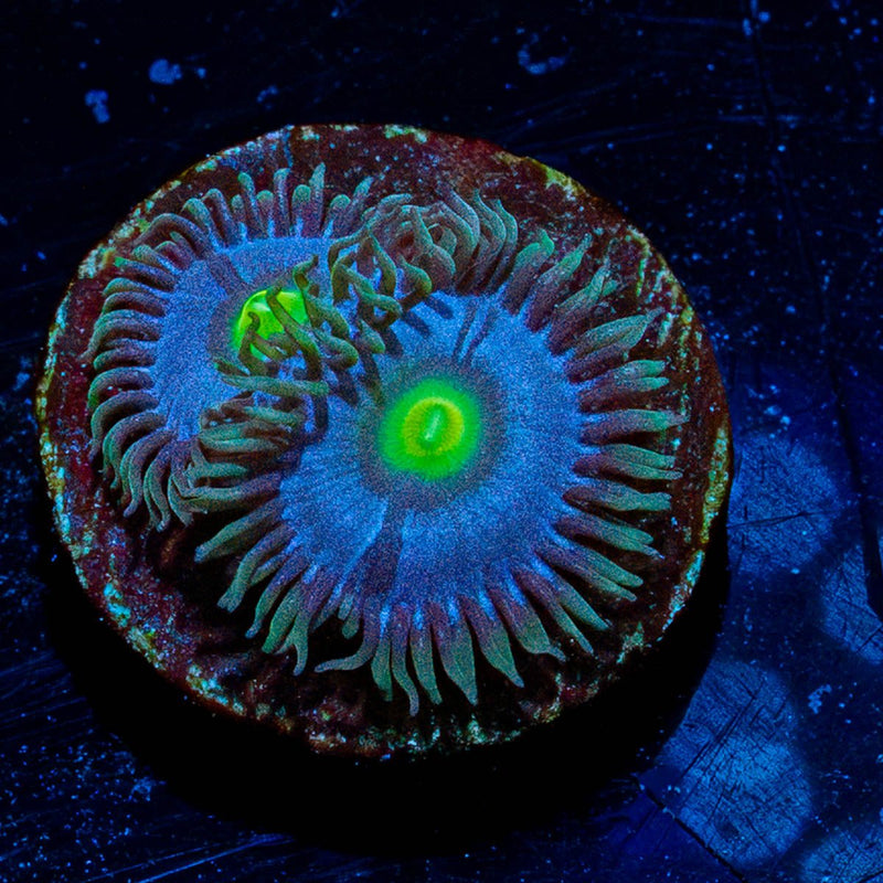 Blue Macaw Zoanthid
