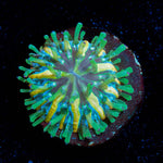 Baby Plate Coral - riptide aquaculture llc