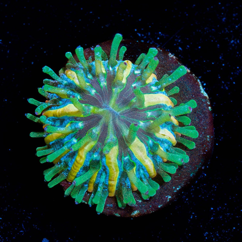Baby Plate Coral