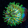 Baby Plate Coral - riptide aquaculture llc