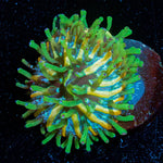 Baby Plate Coral - riptide aquaculture llc