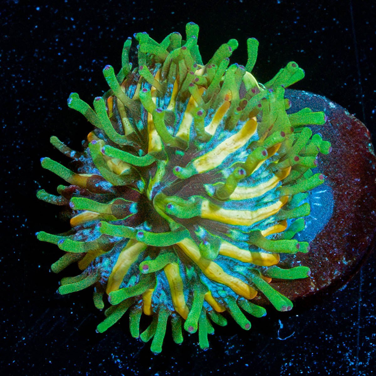 Baby Plate Coral - riptide aquaculture llc