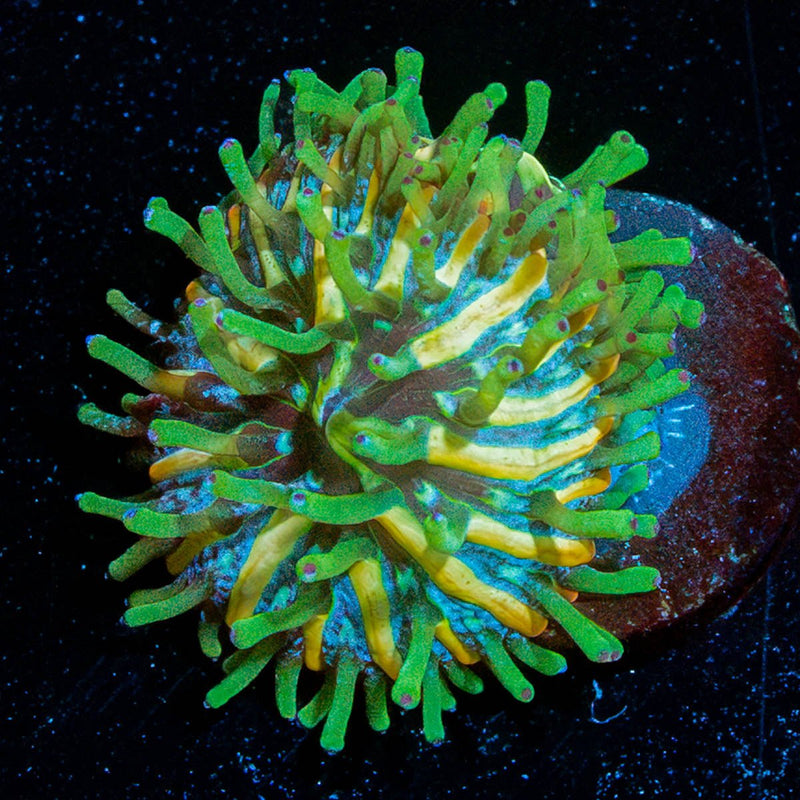 Baby Plate Coral