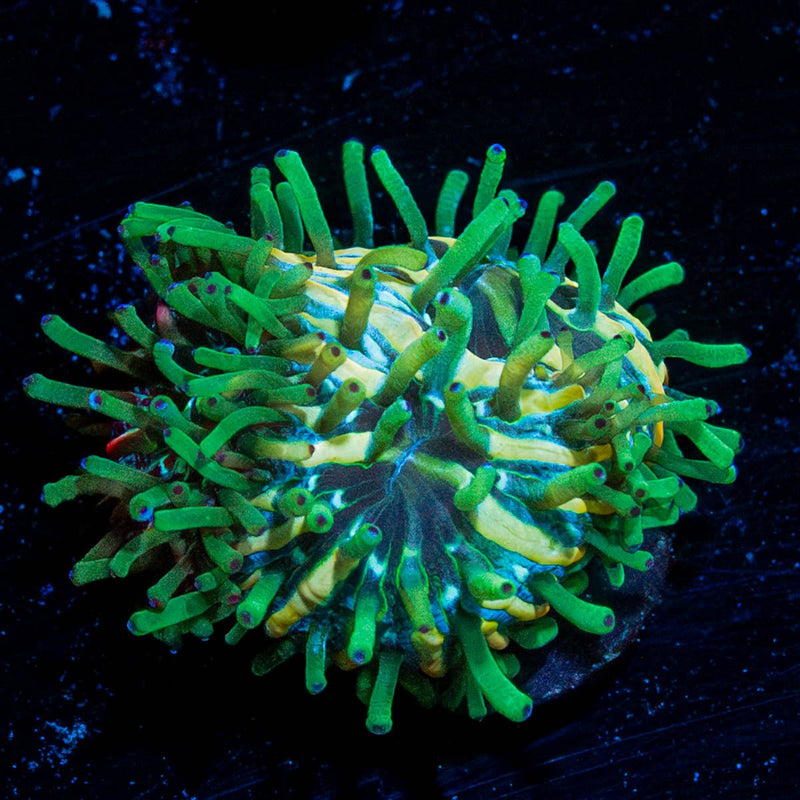 Baby Plate Coral