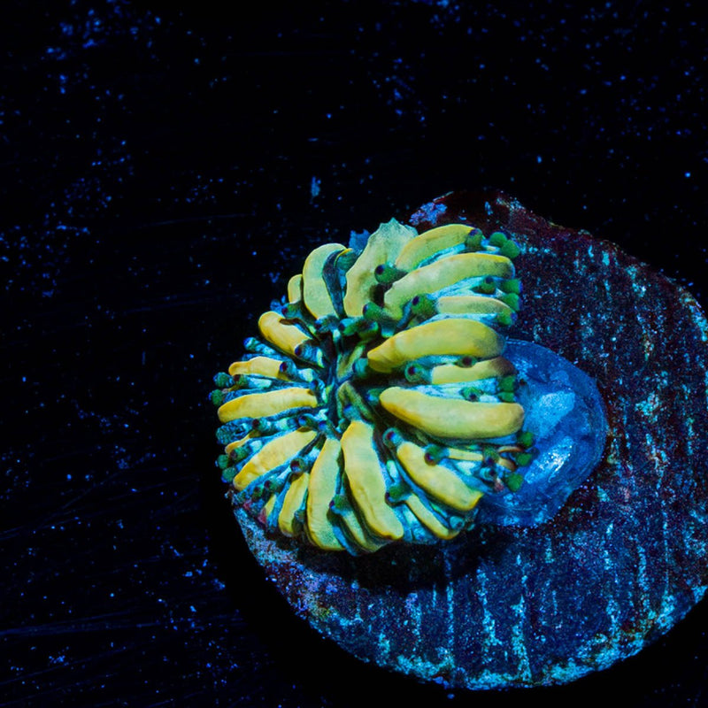 Baby Plate Coral