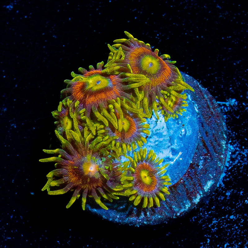 Kamikaze Zoanthid